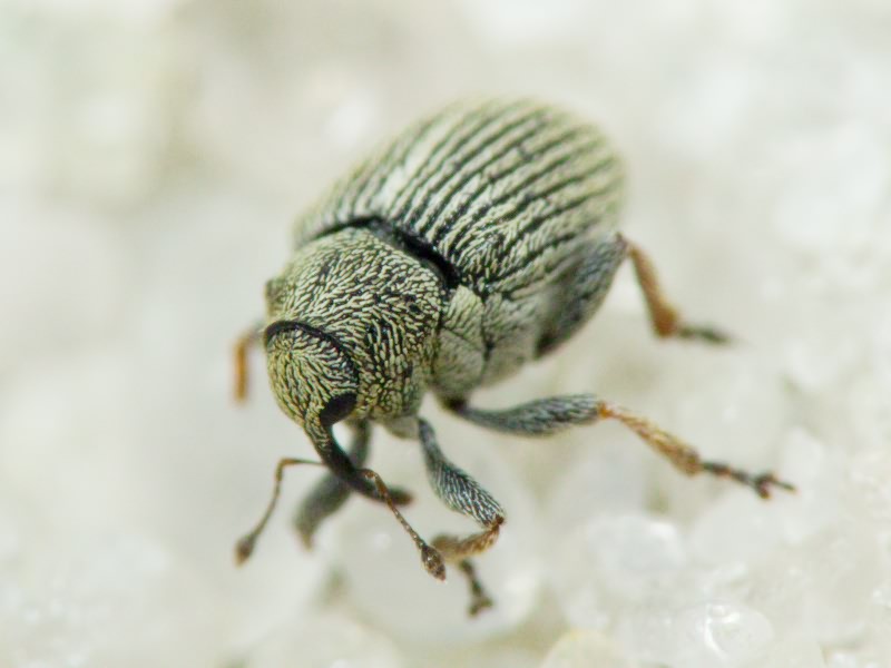 Ceutorhynchus sisymbrii Dieckmann, 1966